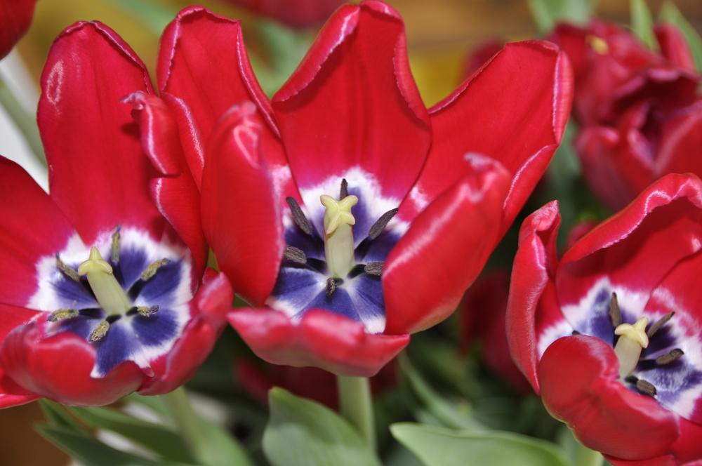 Photo of Species Hybrid Tulip (Tulipa 'Little Beauty') uploaded by Fleur569