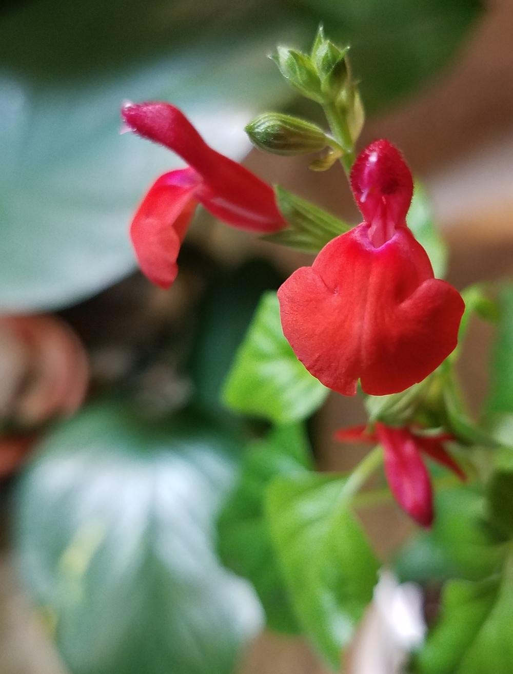 Photo of Salvia (Salvia microphylla 'Royal Bumble') uploaded by Gerris2