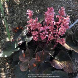 Location: Hamilton Square Garden, Historic City Cemetery, Sacramento CA.
Date: 2018-04-03
I just missed the 'Pink Pearls' stage when the flowers were just 