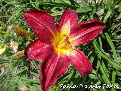 Photo of Daylily (Hemerocallis 'Obsession in Red') uploaded by Joy