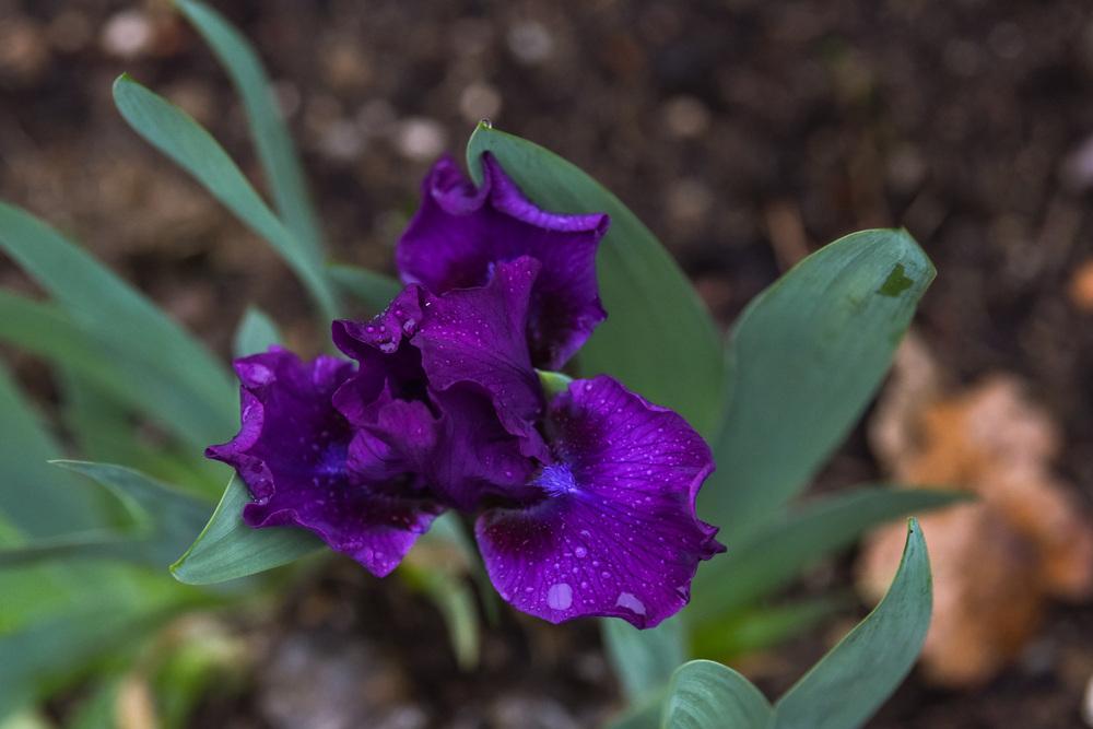 Photo of Standard Dwarf Bearded Iris (Iris 'Bourgeois') uploaded by cliftoncat