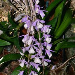 Location: Botanical Gardens of the State of Georgia...Athens, Ga
Date: 2018-04-03
Leafless Orchid - Dendrobium aphyllum 001