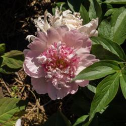 Location: Clinton, Michigan 49236
Date: 2017-06-01
"Paeonia 'Do Tell', 2017, (3-JAP-PK) Chinese or lactiflora [Peony