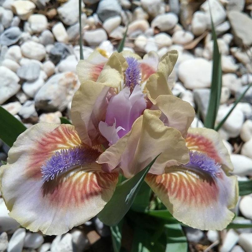 Photo of Standard Dwarf Bearded Iris (Iris 'Antsy') uploaded by grannysgarden