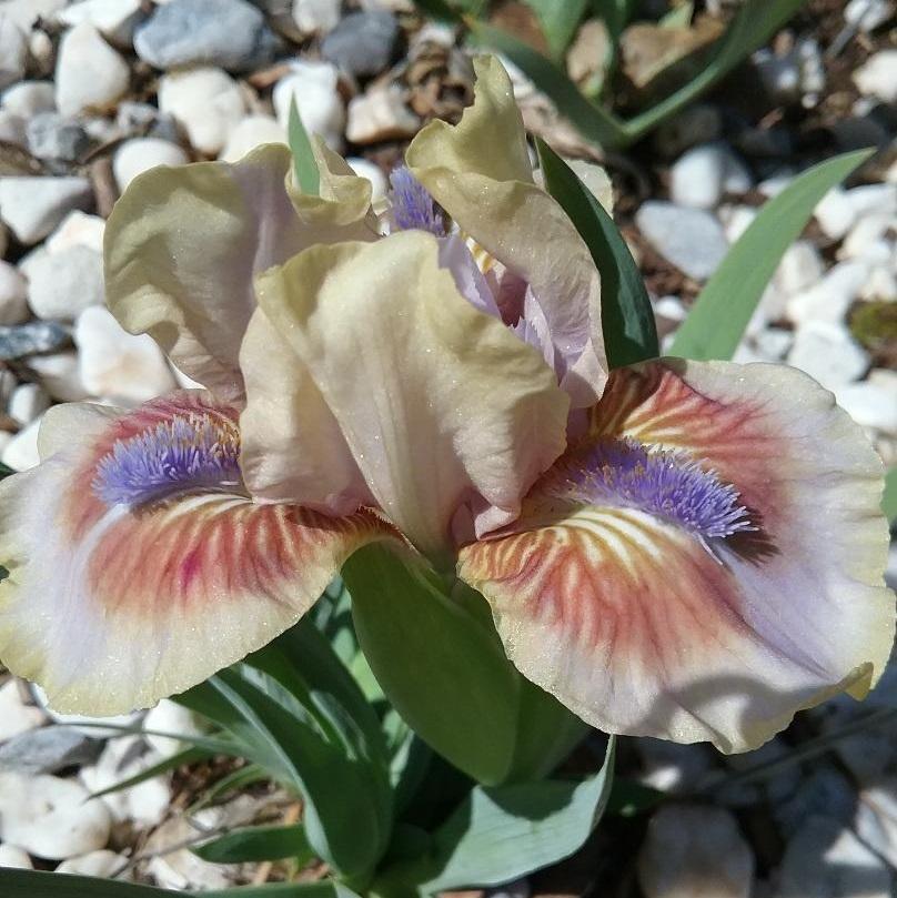 Photo of Standard Dwarf Bearded Iris (Iris 'Antsy') uploaded by grannysgarden
