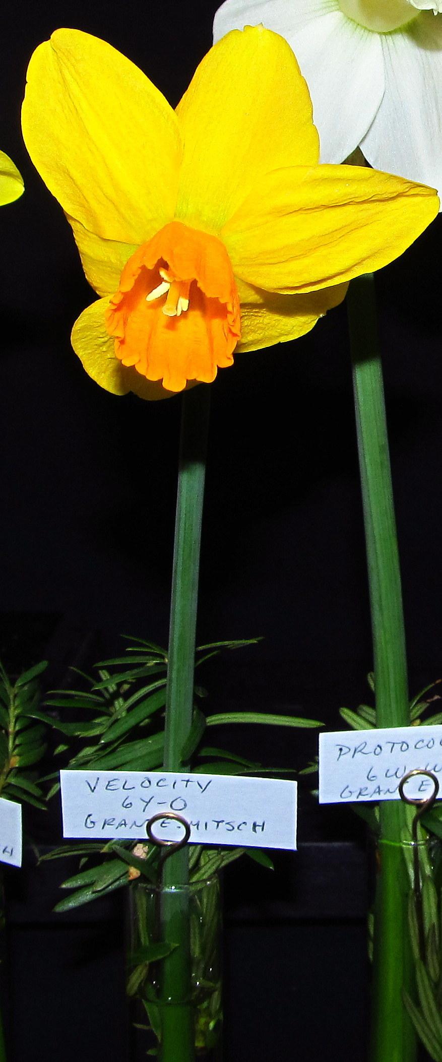 Photo of Cyclamineus Daffodil (Narcissus 'Velocity') uploaded by jmorth