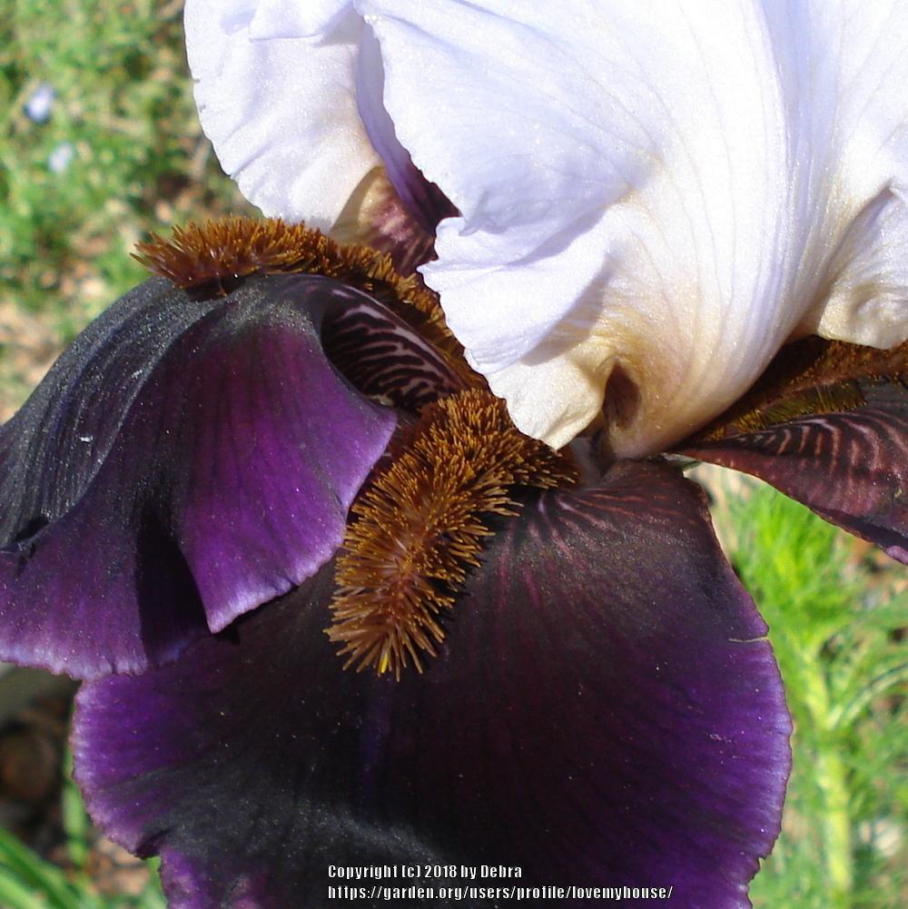 Photo of Tall Bearded Iris (Iris 'Chinese Empress') uploaded by lovemyhouse