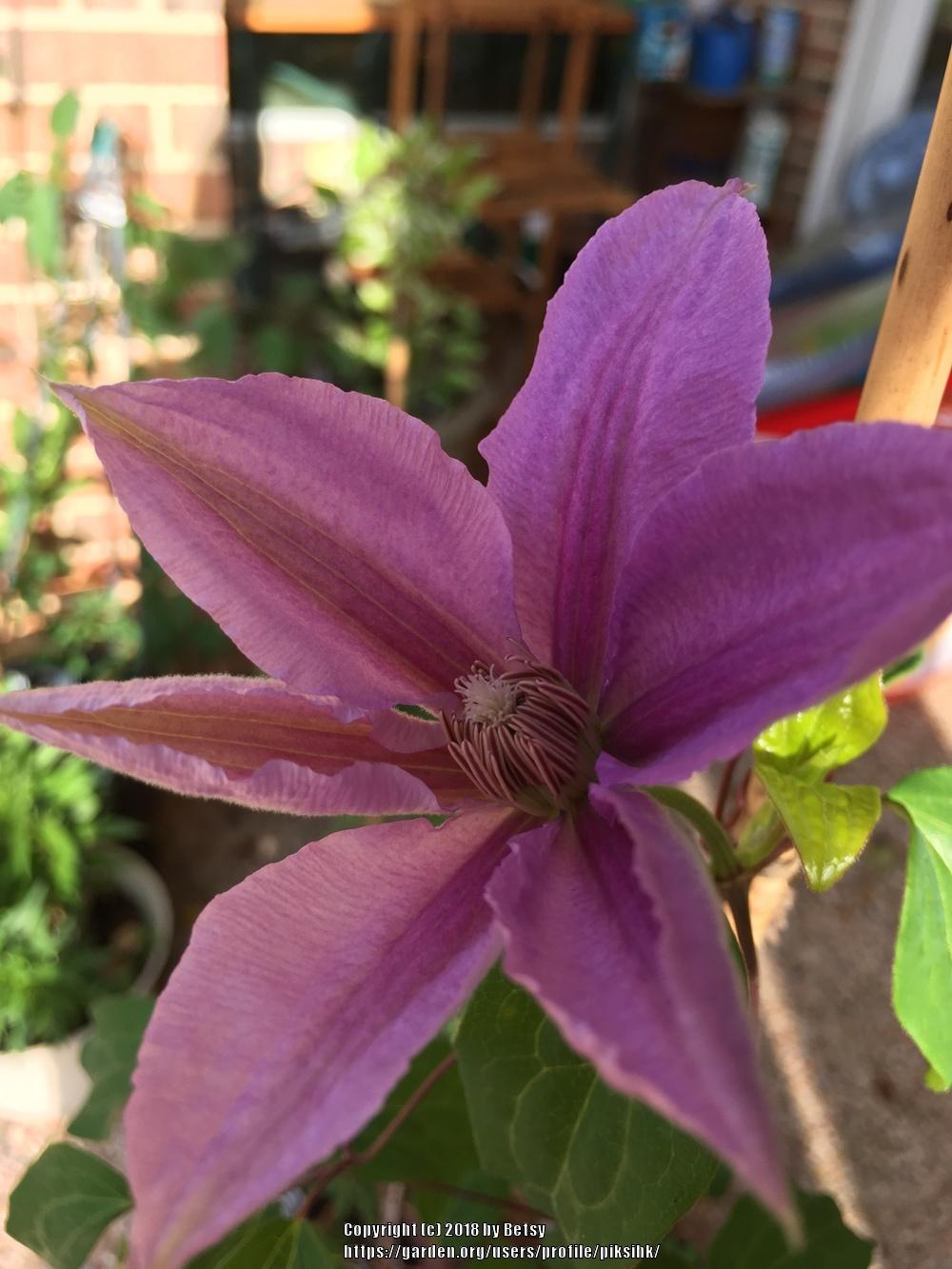 Photo of Clematis 'Bees' Jubilee' uploaded by piksihk