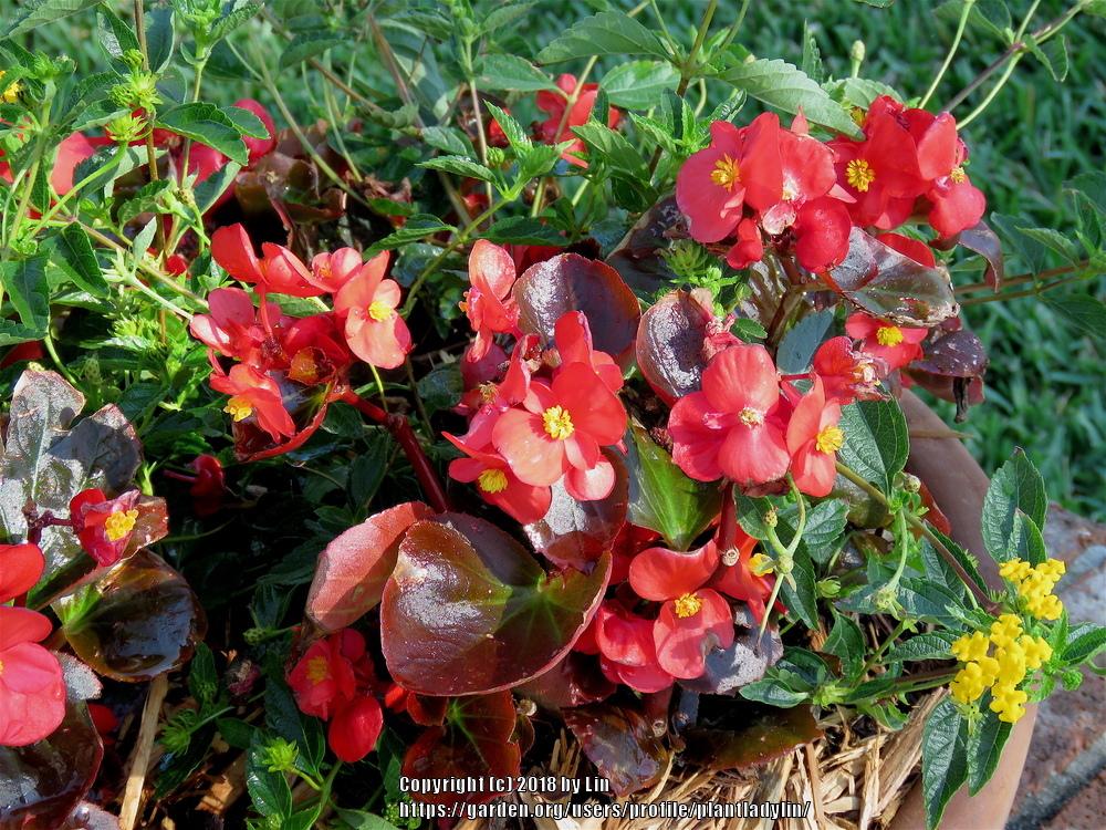 Photo of Wax Begonia (Begonia x semperflorens-cultorum) uploaded by plantladylin