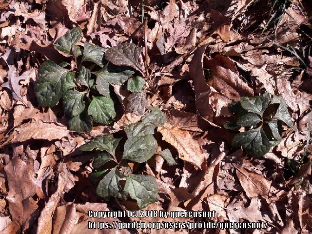 Photo of Allegheny Spurge (Pachysandra procumbens) uploaded by quercusnut