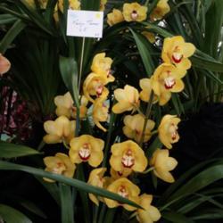 Location: Melbourne Orchid Spectacular, Victoria, Australia
Date: 2017-08-26
Part of the COSV display.