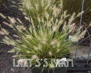Photo of Fountain Grass (Cenchrus alopecuroides 'Little Bunny') uploaded by Joy