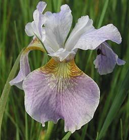Photo of Siberian Iris (Iris 'Fourfold Lavender') uploaded by Joy