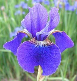 Photo of Siberian Iris (Iris 'Blue Pennant') uploaded by Joy