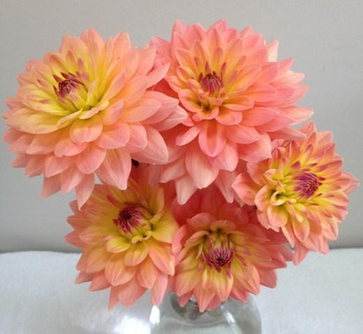 Photo of Dahlia 'Summer's End' uploaded by Joy