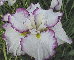 Photo of Japanese Iris (Iris ensata 'Frilled Enchantment') uploaded by Joy