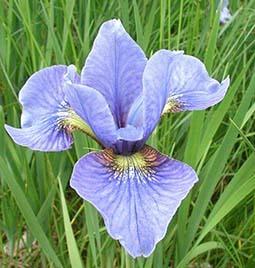 Photo of Siberian Iris (Iris 'Cambridge') uploaded by Joy