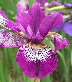 Photo of Siberian Iris (Iris 'Hubbard') uploaded by Joy