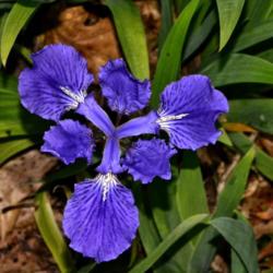 Location: Botanical Gardens of the State of Georgia...Athens, Ga
Date: 2018-04-03
Blue Iris - Iris tectorum 002