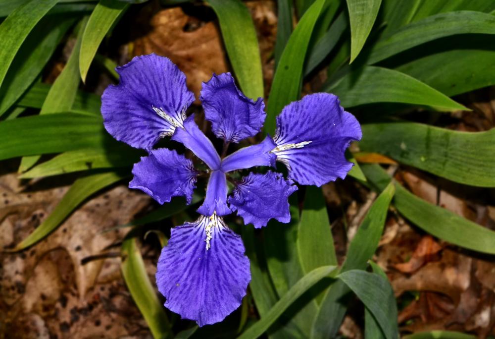 Photo of Species Iris (Iris tectorum) uploaded by dawiz1753