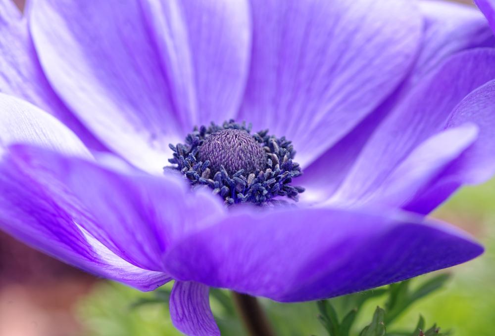 Photo of Grecian Windflower (Anemone coronaria 'Lord Lieutenant') uploaded by evermorelawnless
