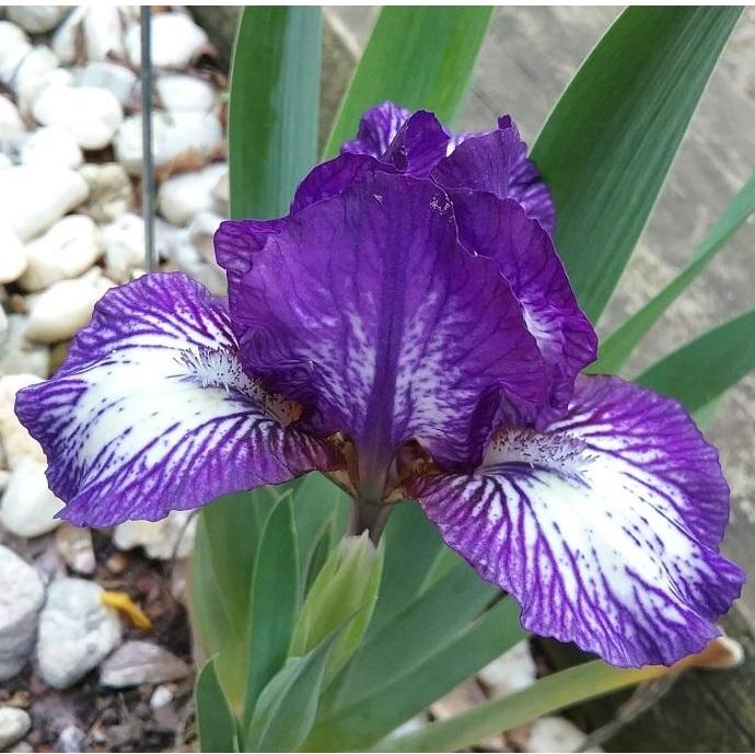 Photo of Standard Dwarf Bearded Iris (Iris 'Little Stitches') uploaded by grannysgarden