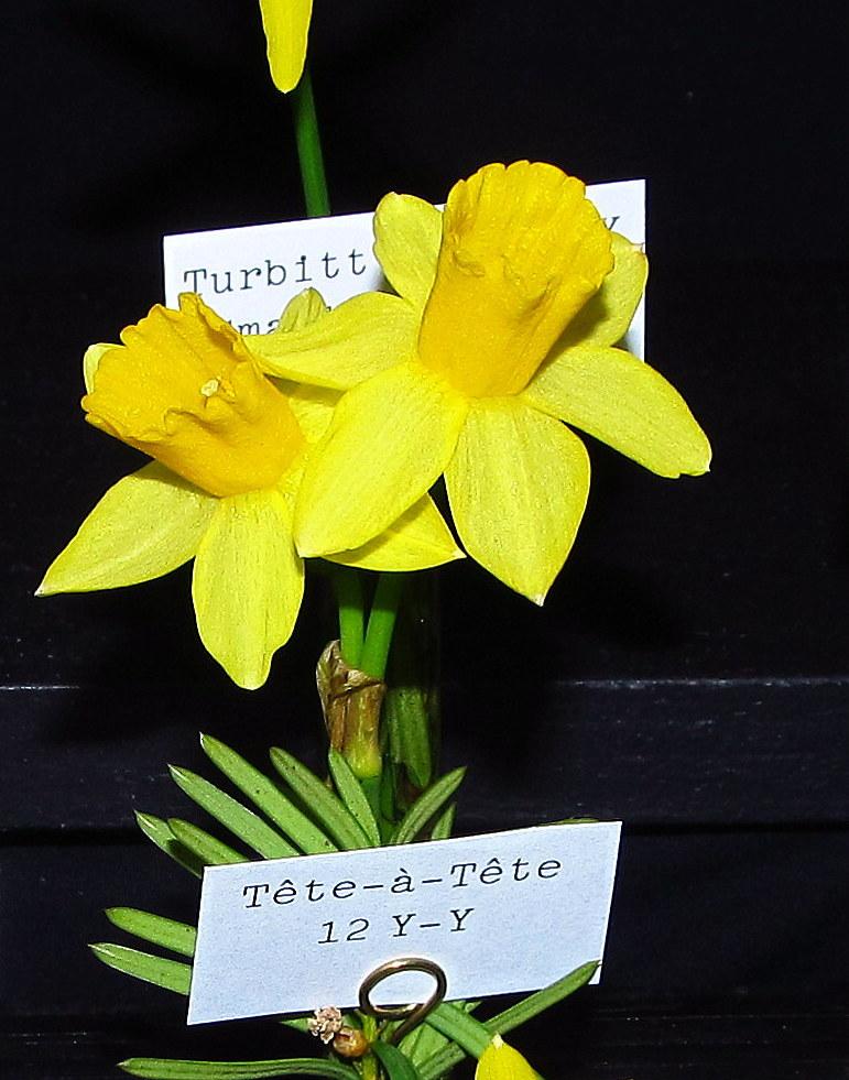 Photo of Daffodil (Narcissus 'Tete-a-Tete') uploaded by jmorth