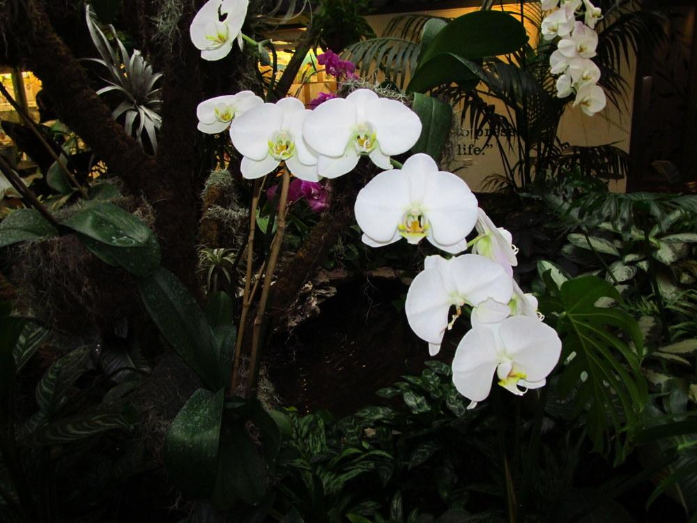 Photo of White Moth Orchid (Phalaenopsis amabilis) uploaded by jmorth