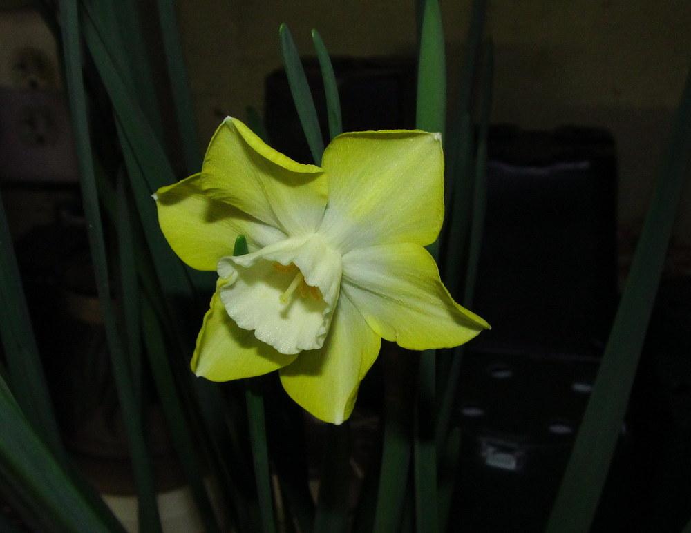 Photo of Miniature Jonquilla Daffodil (Narcissus 'Pipit') uploaded by jmorth