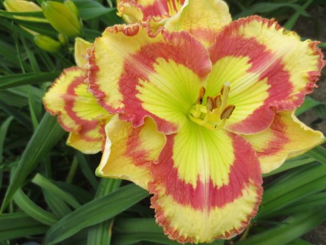 Photo of Daylily (Hemerocallis 'Roseate Stained Glass') uploaded by Caruso