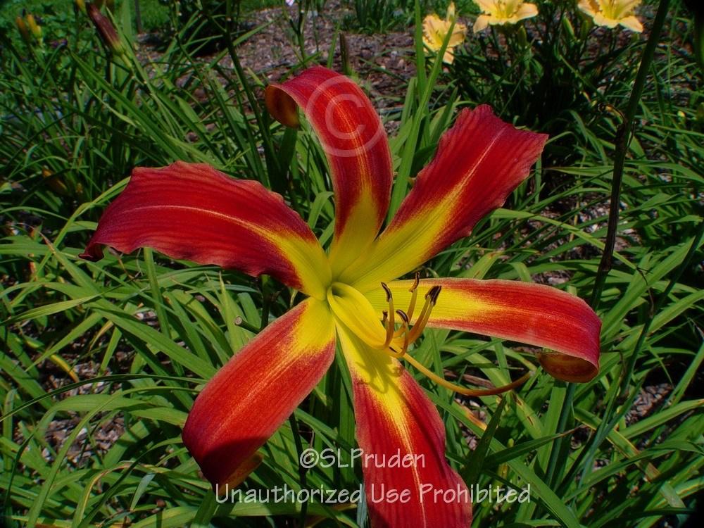 Photo of Daylily (Hemerocallis 'Red Ribbons') uploaded by DaylilySLP
