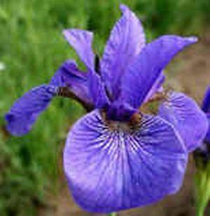 Photo of Siberian Iris (Iris 'Tycoon') uploaded by Joy