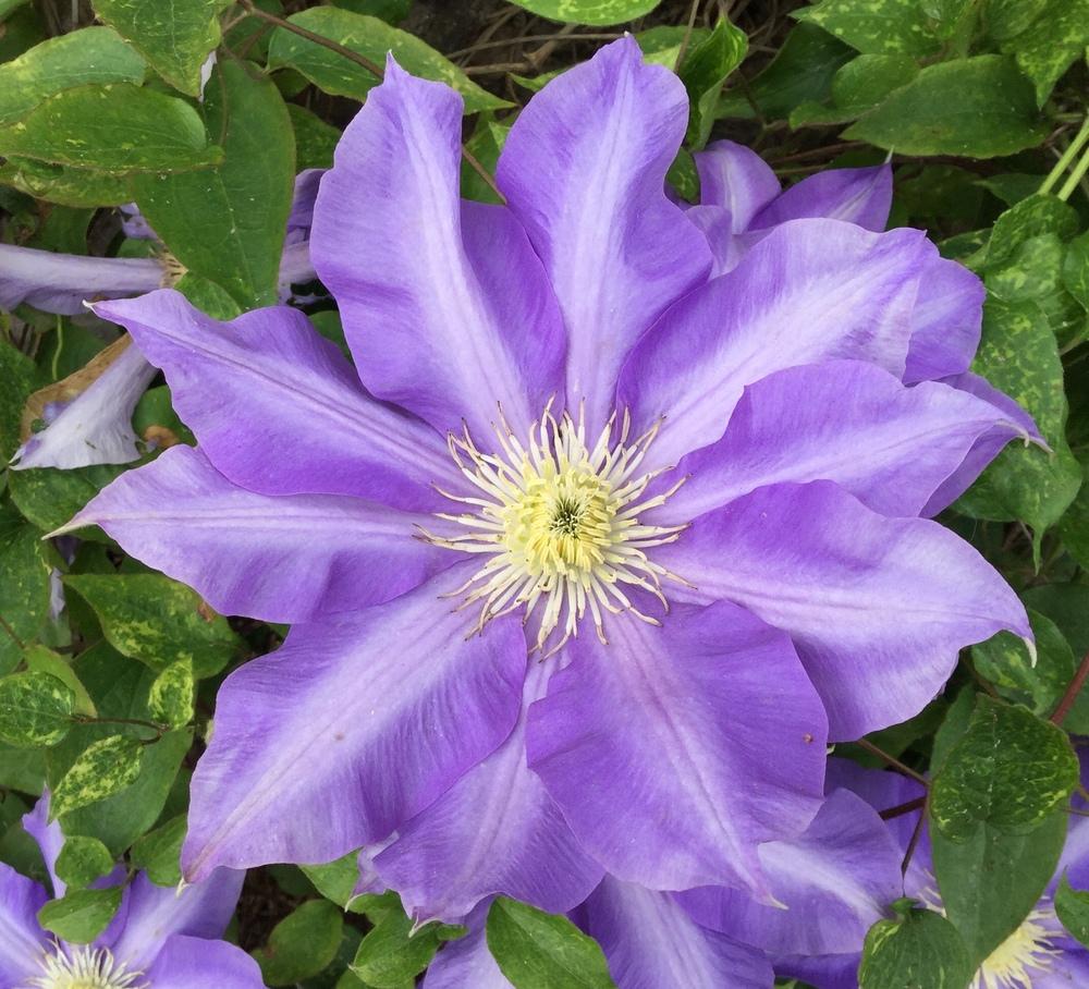 Photo of Clematis 'H.F. Young' uploaded by scflowers