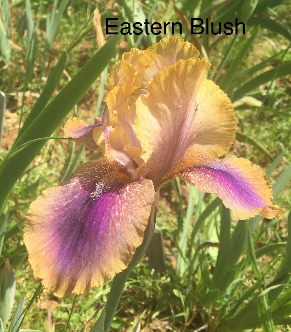 Photo of Arilbred Iris (Iris 'Eastern Blush') uploaded by Charriet