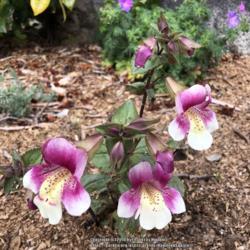 Location: Hamilton Square Garden, Historic City Cemetery, Sacramento CA.
Date: 2018-04-05
'Mega' grows evermore charming with each open flower.