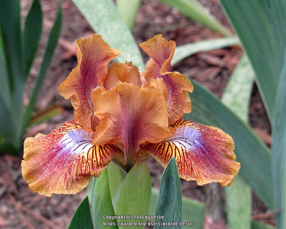 Photo of Standard Dwarf Bearded Iris (Iris 'Kewlopolis') uploaded by Lestv