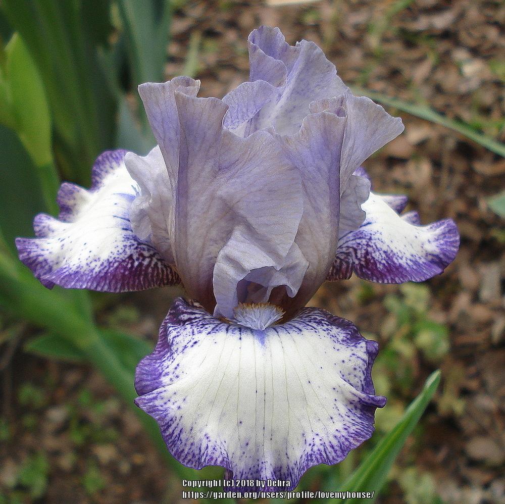 Photo of Intermediate Bearded Iris (Iris 'Agatha Christie') uploaded by lovemyhouse