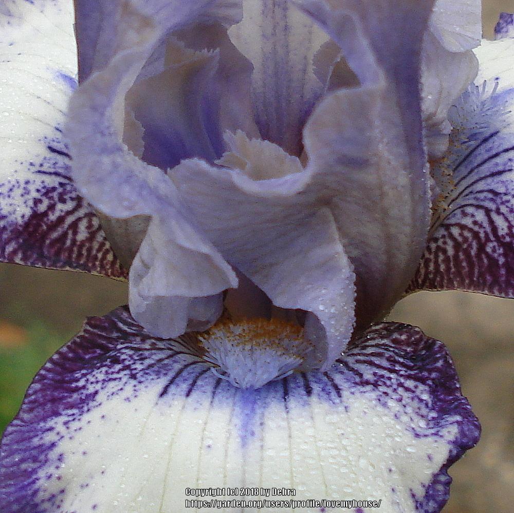 Photo of Intermediate Bearded Iris (Iris 'Agatha Christie') uploaded by lovemyhouse