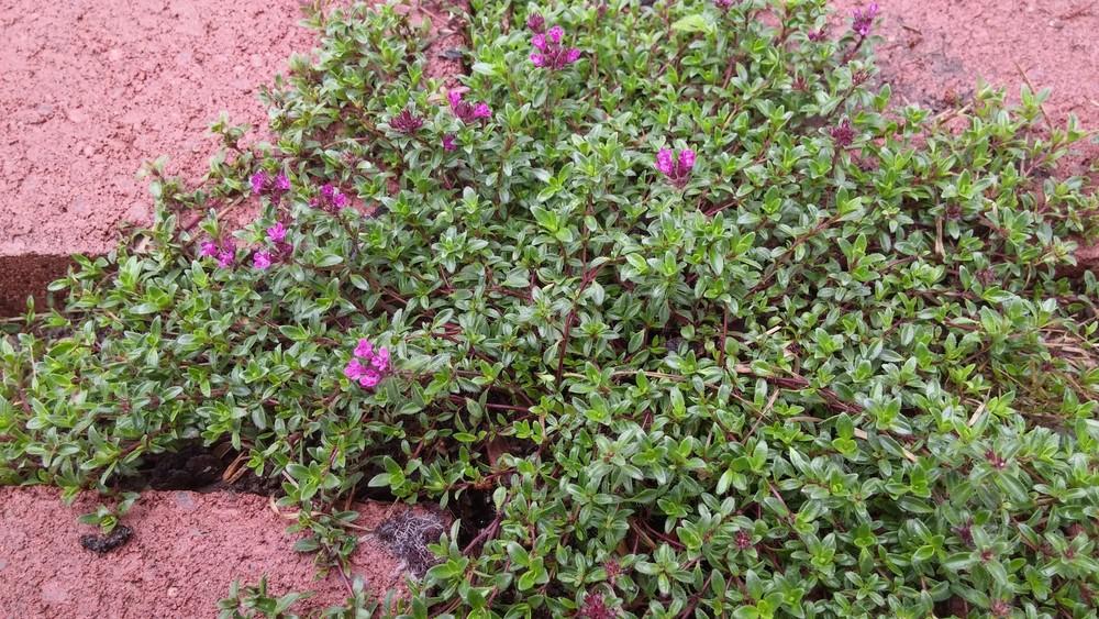 Photo of Red Creeping Thyme (Thymus praecox 'Coccineus') uploaded by missmaven