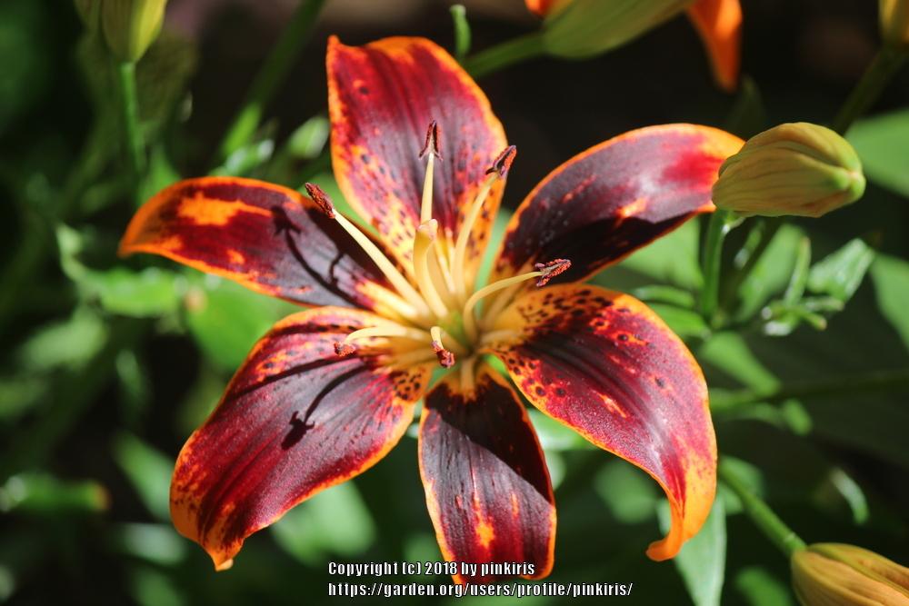 Photo of Asiatic Lily (Lilium 'Forever Susan') uploaded by pinkiris