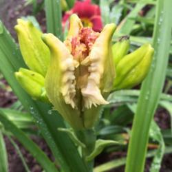 Location: My garden in Warrenville, SC
Date: 2017-05-30
The teeth are visible on blooms before they open