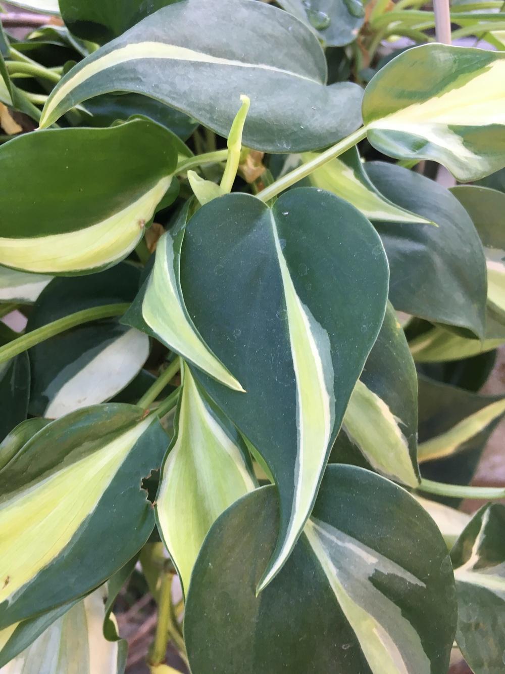 Photo of Philodendron (Philodendron hederaceum var. oxycardium 'Brasil') uploaded by Calif_Sue