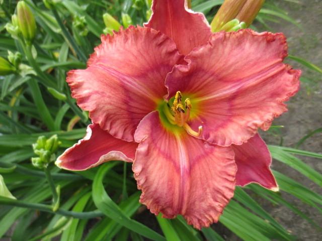 Photo of Daylily (Hemerocallis 'Spacecoast Dream Catcher') uploaded by Caruso