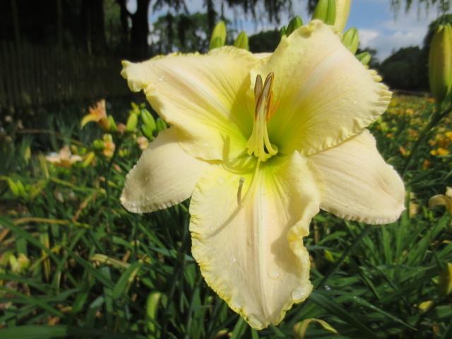 Photo of Daylily (Hemerocallis 'Spacecoast White Out') uploaded by Caruso