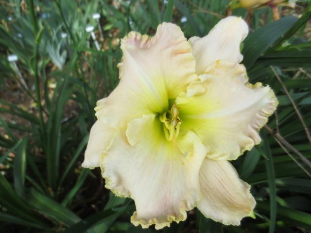 Photo of Daylily (Hemerocallis 'Spacecoast Snow Angel') uploaded by Caruso