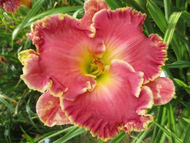 Photo of Daylily (Hemerocallis 'Shores of Time') uploaded by Caruso
