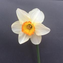 Location: Jersey, CI
Date: 2018-04-08
Narcissus Flower Record