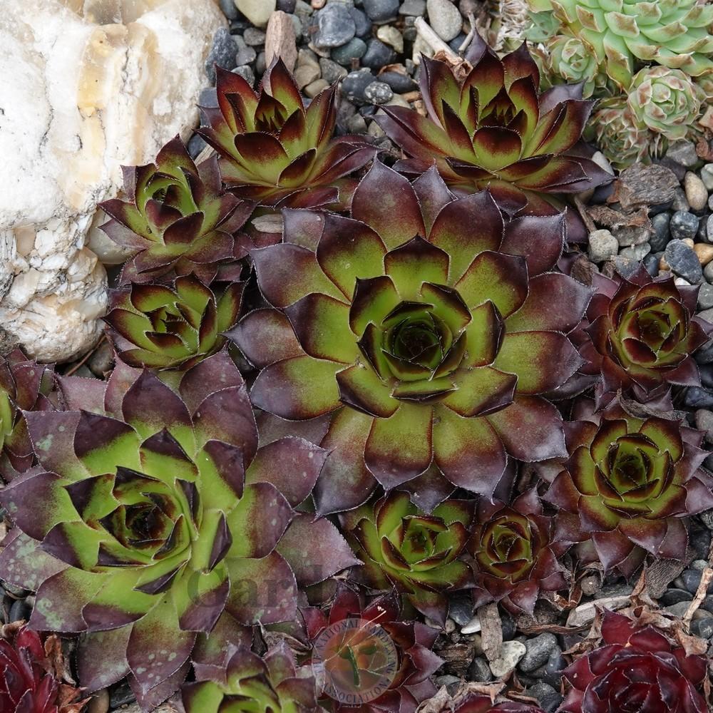 Photo of Hen and Chicks (Sempervivum 'Edge of Night') uploaded by Patty