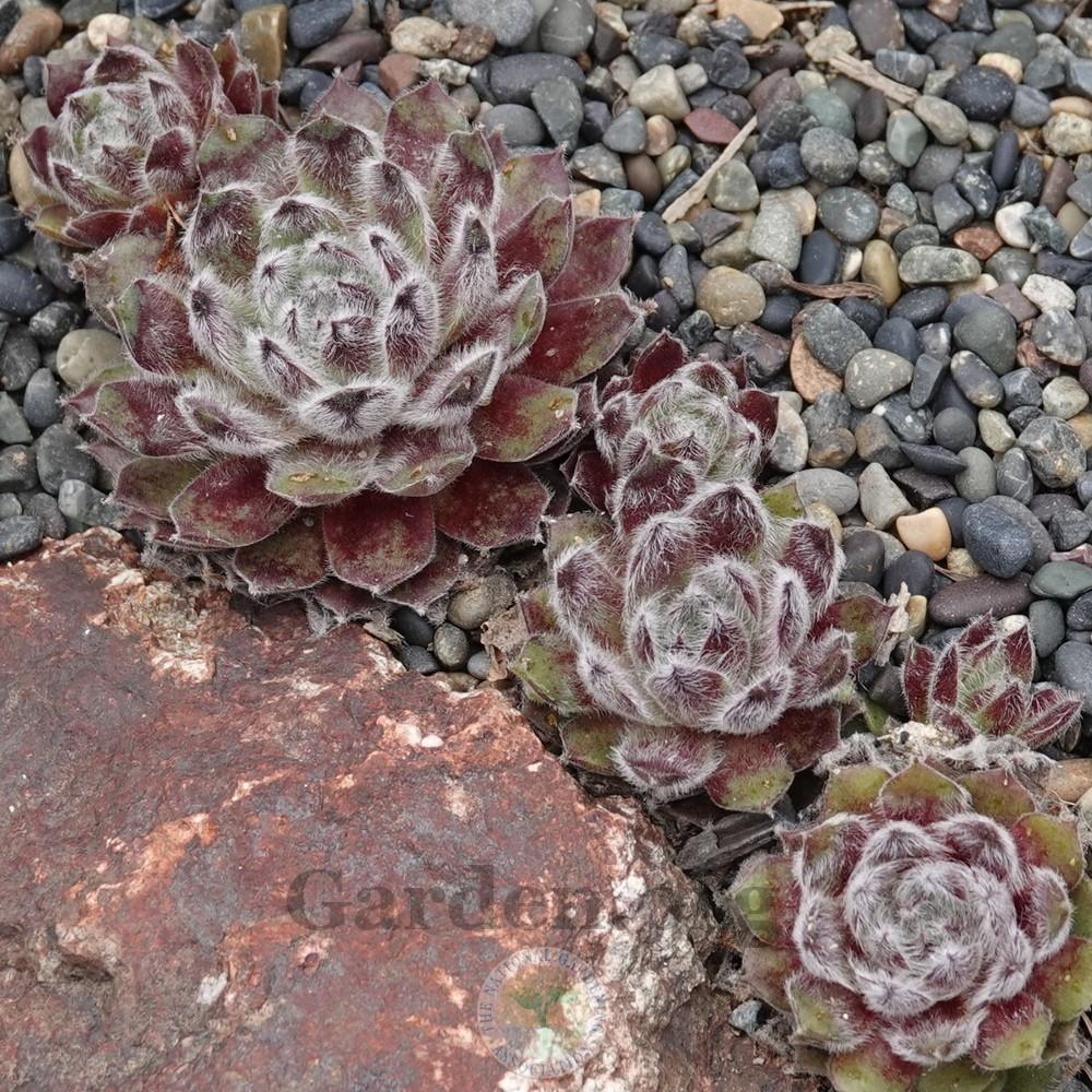 Photo of Hen and Chicks (Sempervivum 'Raspberry Ice') uploaded by Patty