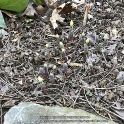 Location: My garden
Date: 4/7/18
Emerging leaf and flower buds